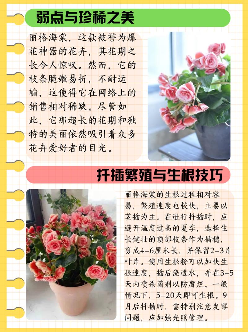 丽格海棠有毒吗?丽格海棠能放在家里养吗?