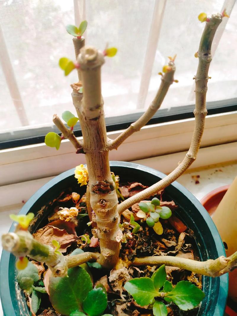 天热了,给花“剃光头”,重新长,更疯狂!