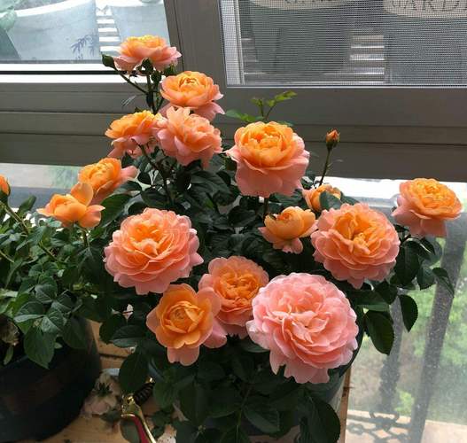 抓紧给花剃个头,1个月再爆盆,再晚就来不及了!