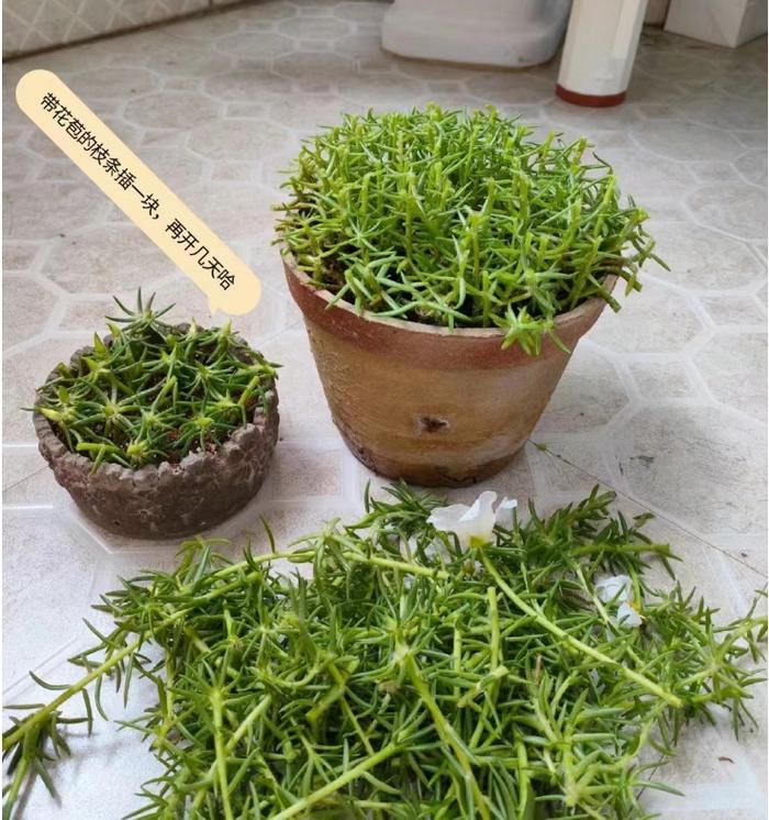 给花狠心剃光头,新芽呼呼冒,1年变老桩!