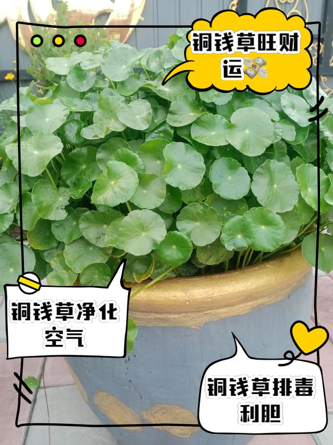 铜钱草叶子黄,抓紧给它剃头,新叶油绿光亮,你知道吗?