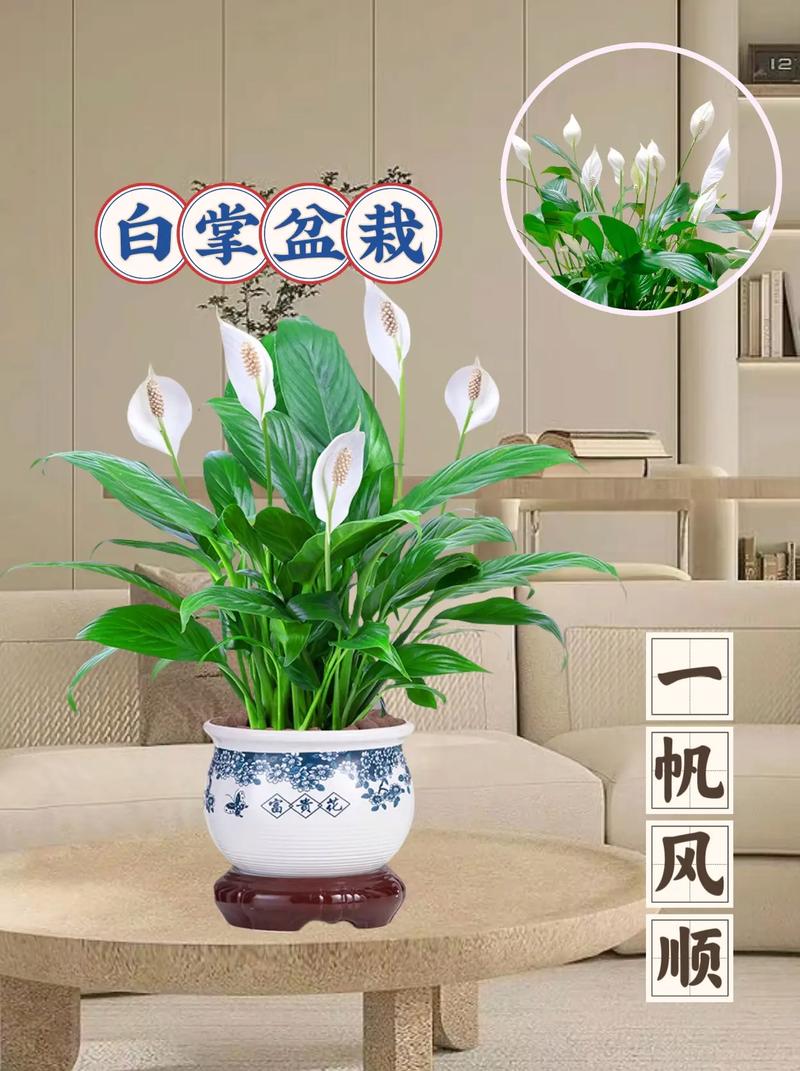 用水养的白掌的养殖方法和注意事项