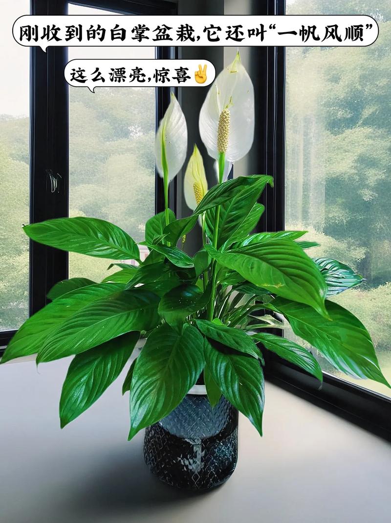 白掌花怎么养
