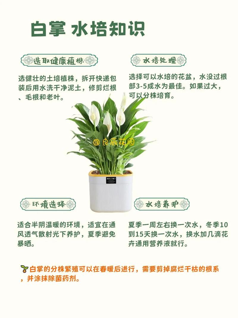 水培白掌怎么养