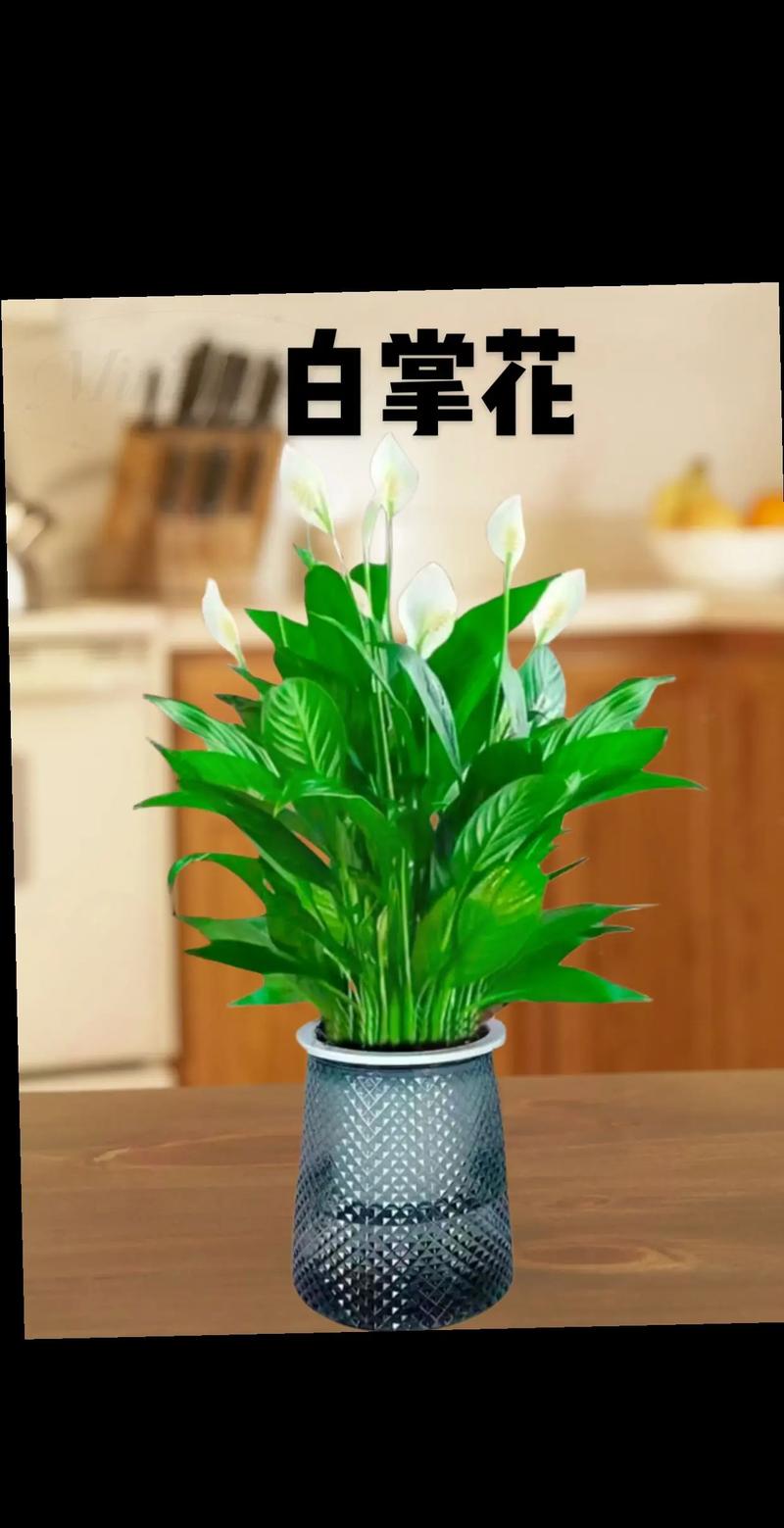 水培白掌怎么养殖才能更旺盛