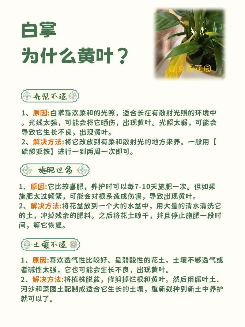 水培白掌怎么养才能更旺盛
