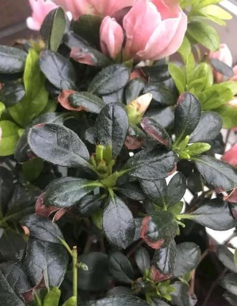 传说中杜鹃花放家里不吉祥?