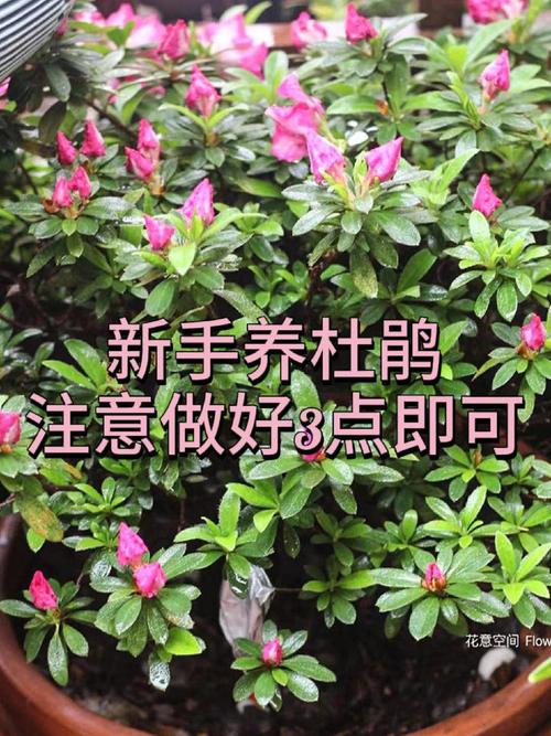 家里为什么不放杜鹃花,杜鹃花忌讳放在家吗(运势不好)