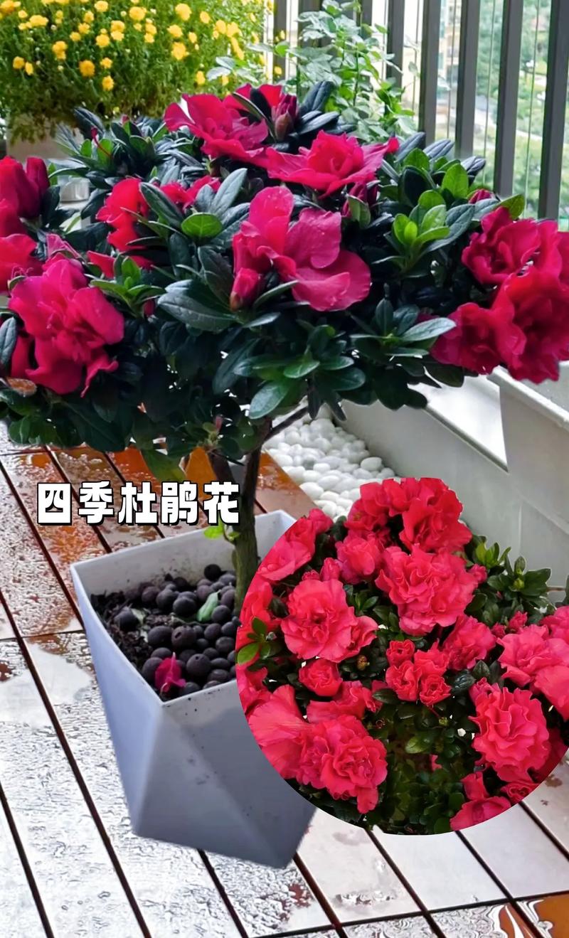 一般人家里为什么不养杜鹃花