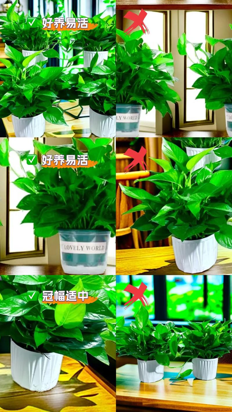 天冷了能给绿萝换盆吗?