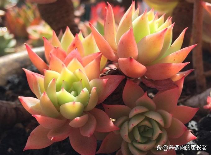...长得挺好的,都垂下来了挺多的,我想换盆,不知在冬季可以吗...