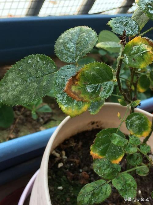 月季花为何枯叶?