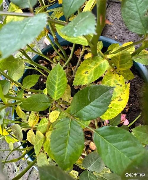 月季花黄叶掉叶怎么补救?