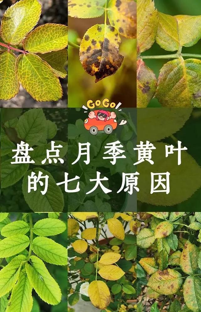 月季花叶子发黄是怎么回事?