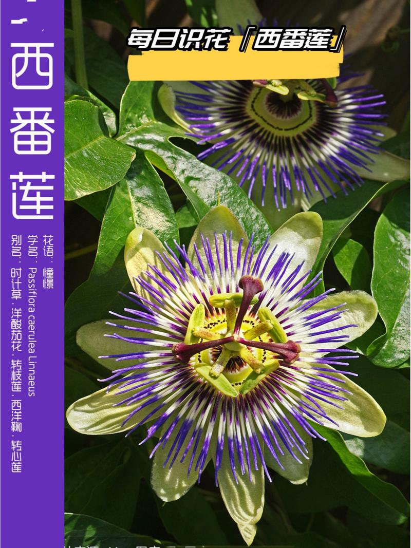 西番莲_有多少品种