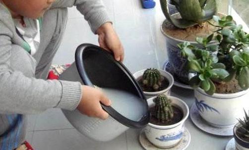 锈水怎么浇花