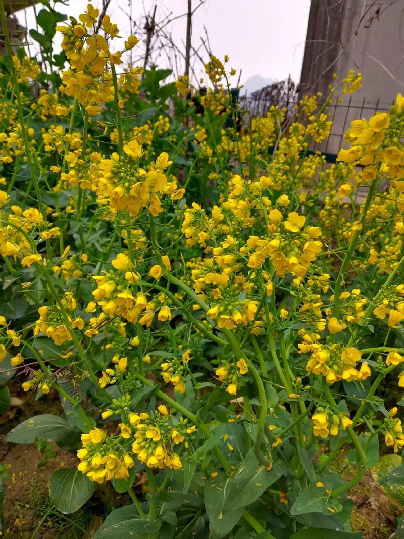 如何选购新鲜的油菜花?