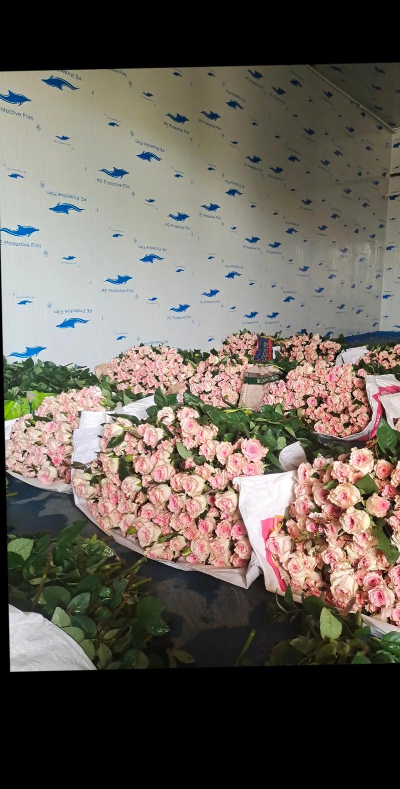 如何现场选购质量优良的鲜切花