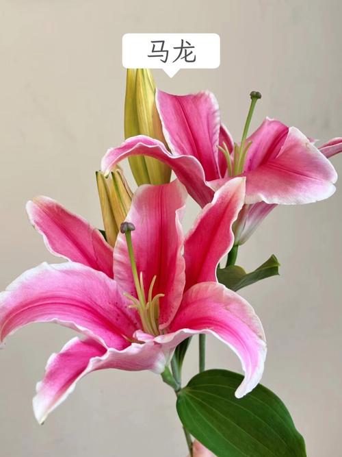 怎么挑选新鲜的百合花