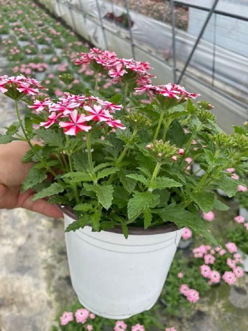 美女樱的介绍