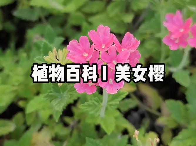 美女樱百科