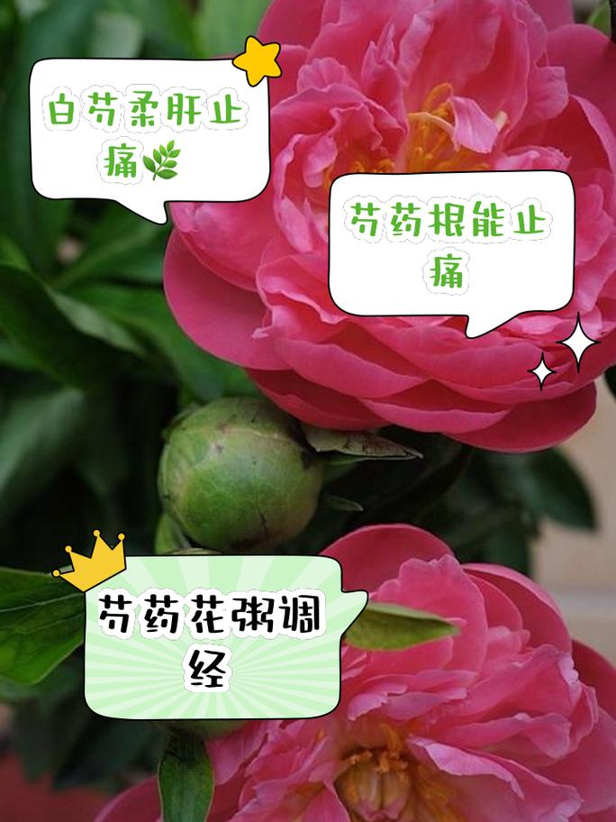 芍药花有什么作用与功效