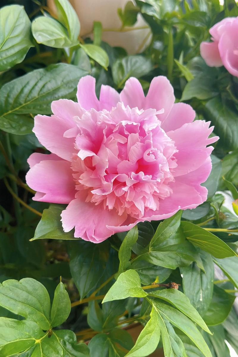 芍药花有什么作用