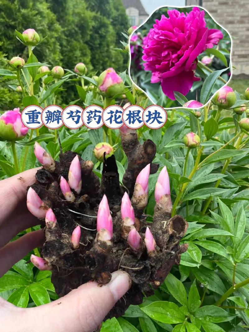 芍药花的功效与禁忌