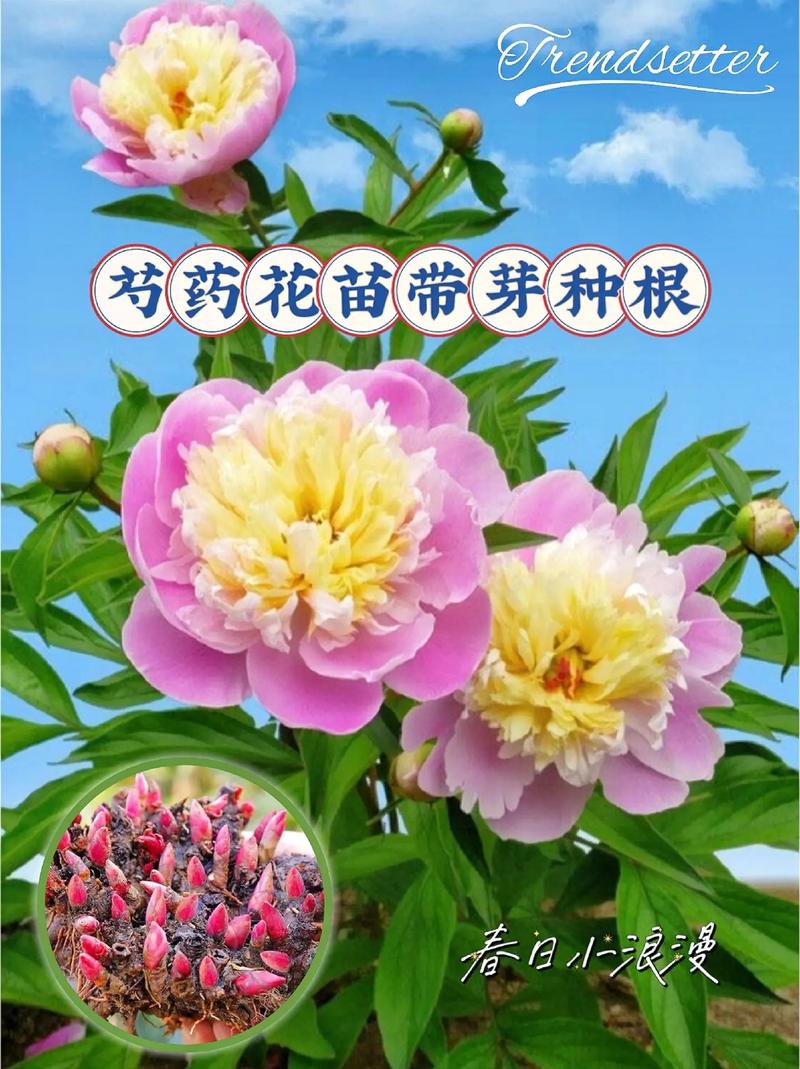 芍药花的功效与作用