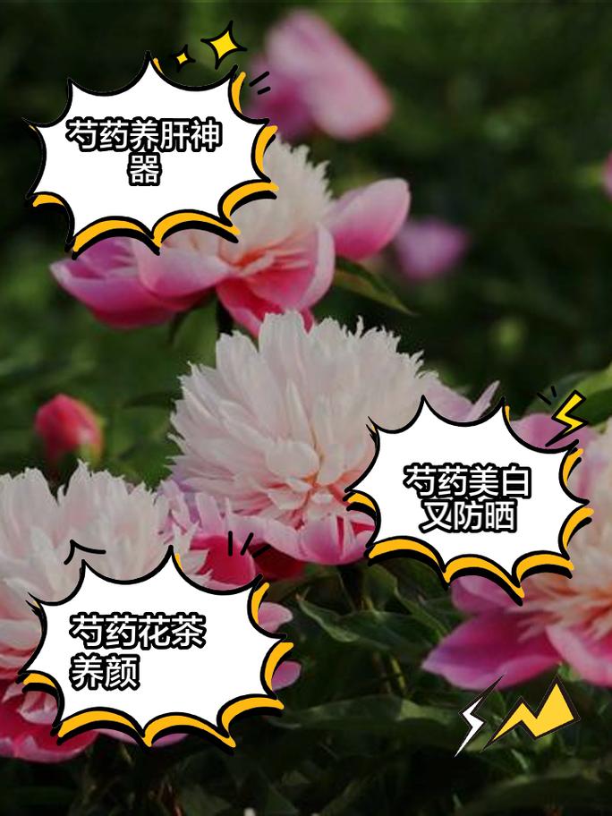 芍药花功效