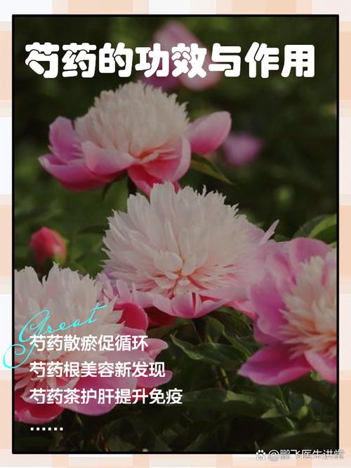 芍药花功效和作用?