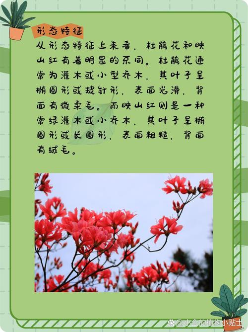 映山红的功效与作用