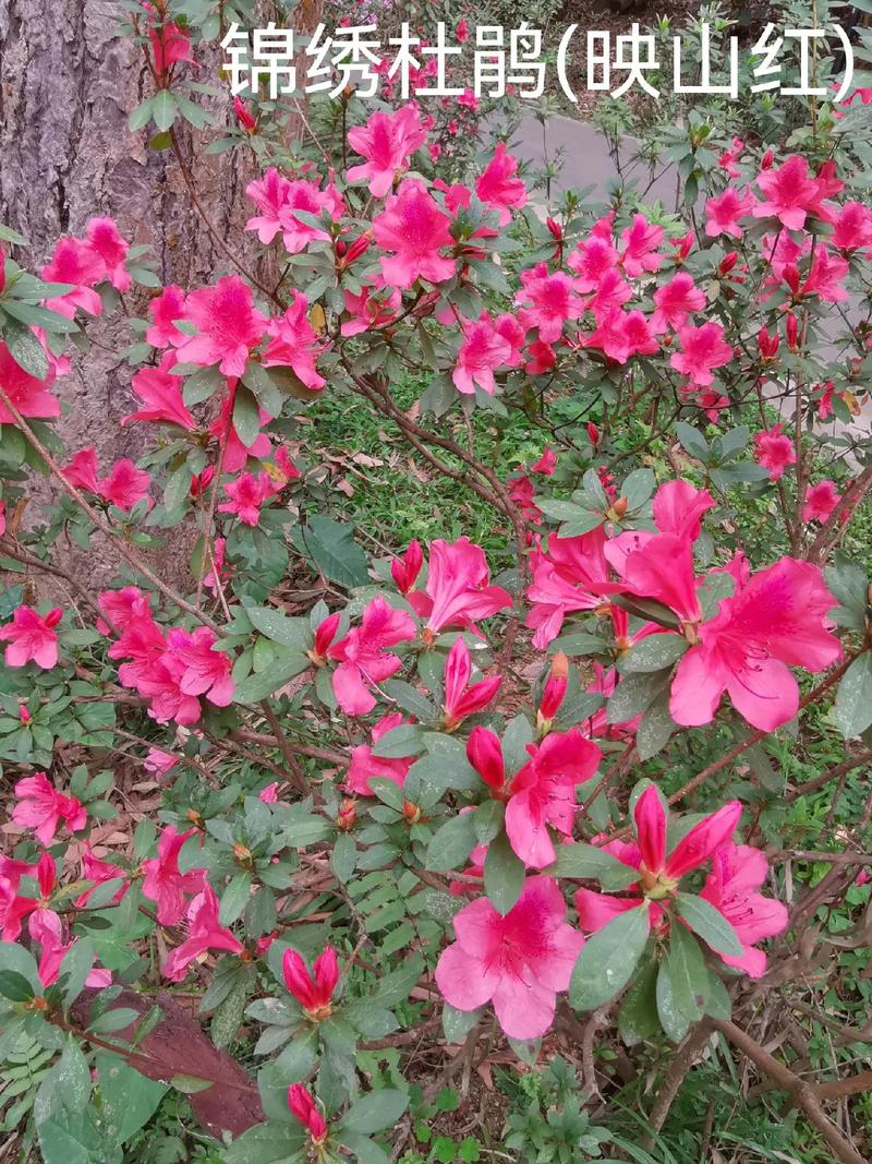植物20-锦绣杜鹃