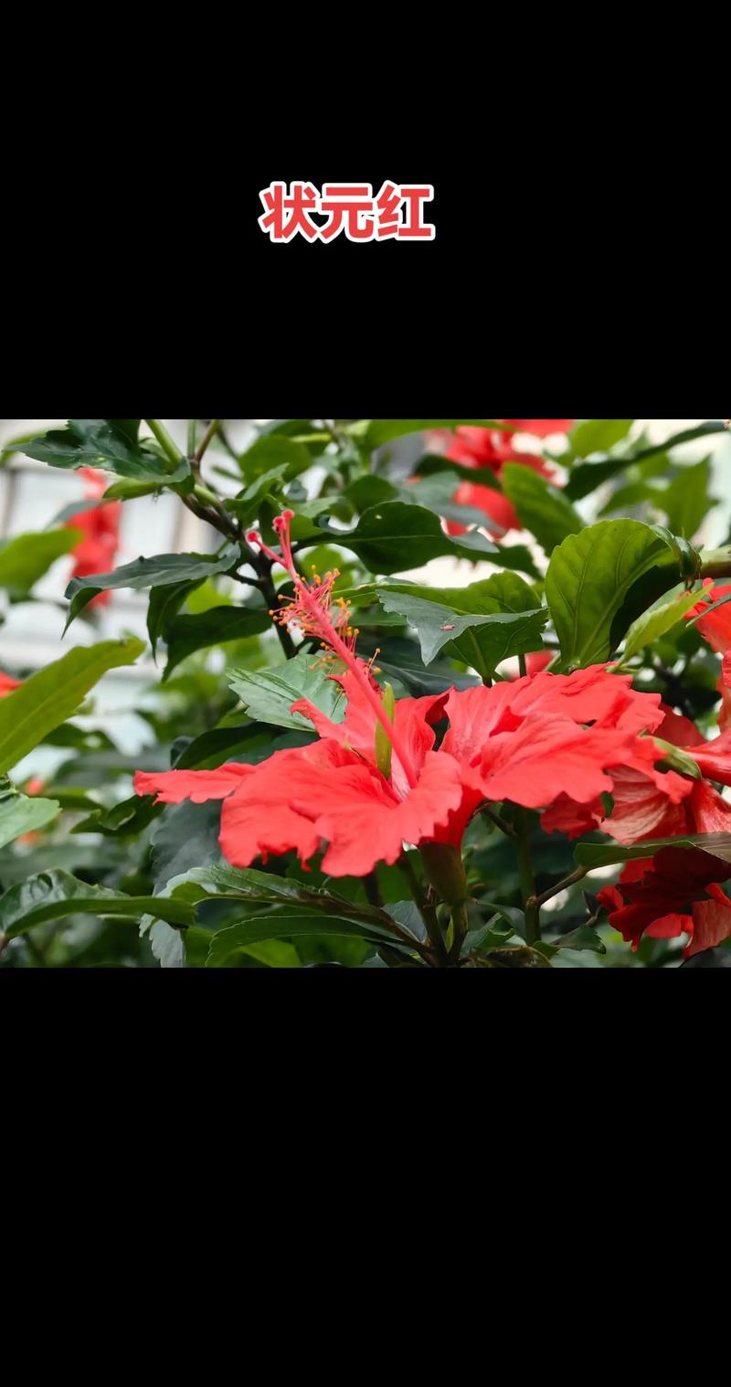 有哪些花卉属于红花