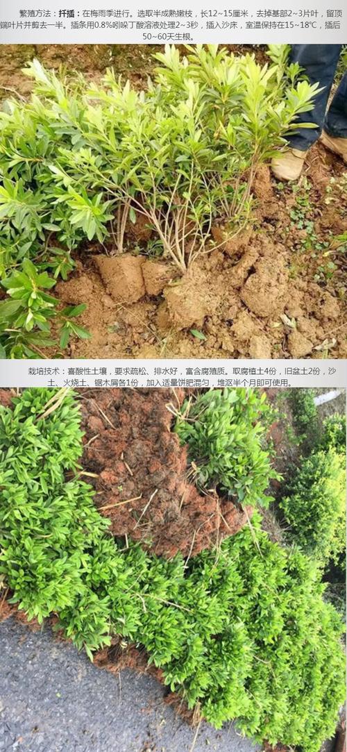 毛娟的介绍