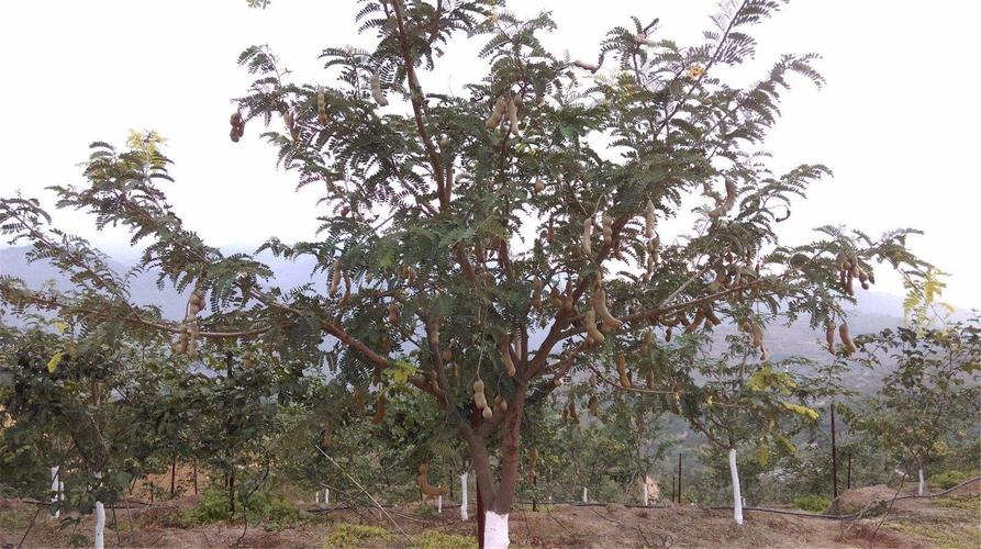 酸角树有毒吗,可以放在室内养吗