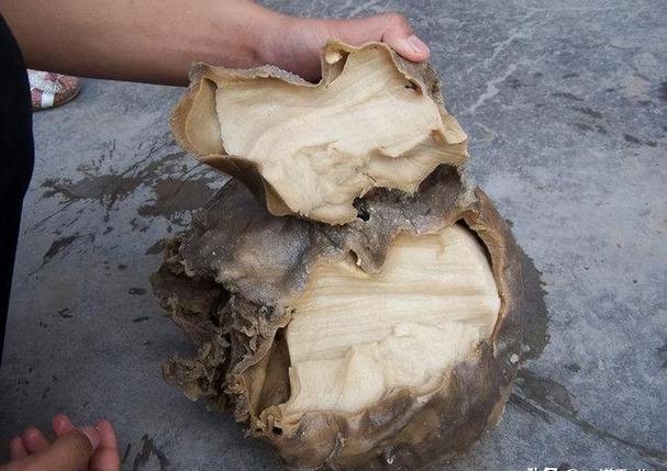 像猪油一样可养殖的菌块,液体很酸,是什么?绝对不是太岁!