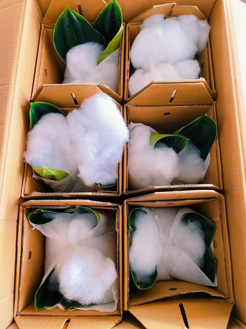 宝莲灯花的盆栽养殖方式及注意事项