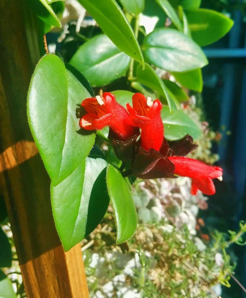 口红花有毒吗？口红花有毒吗 对身体有伤害吗？