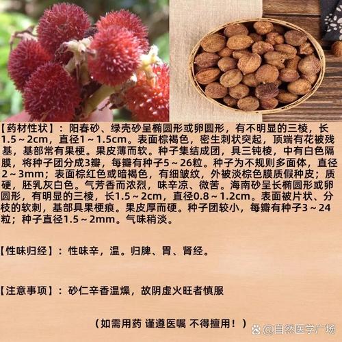 砂仁一般有什么虫防治