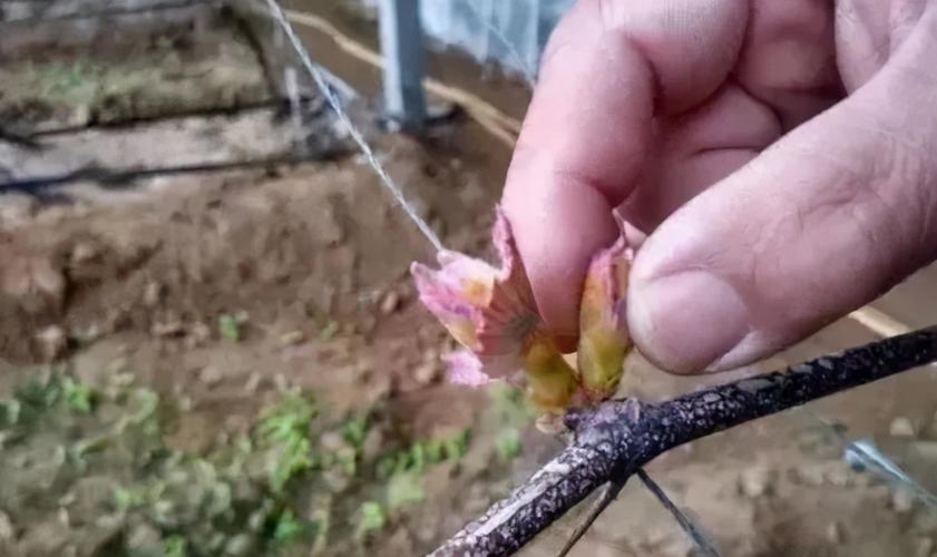 天宝农技:药材砂仁高产栽培技术详解!