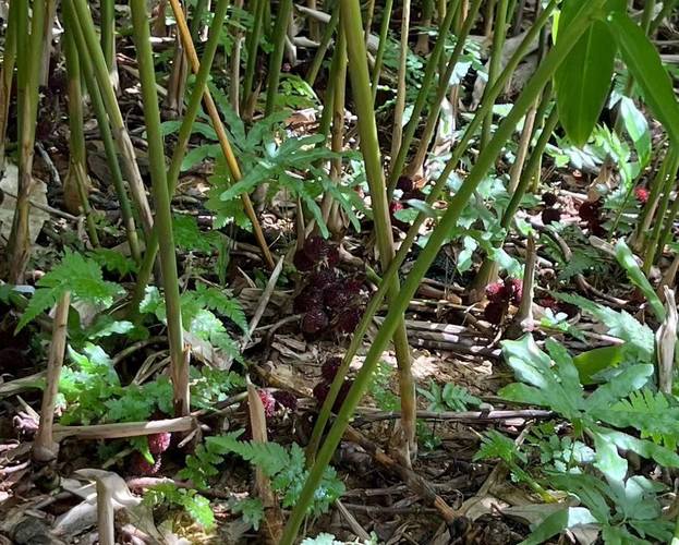 【砂仁种植技术】云南砂仁种植技术