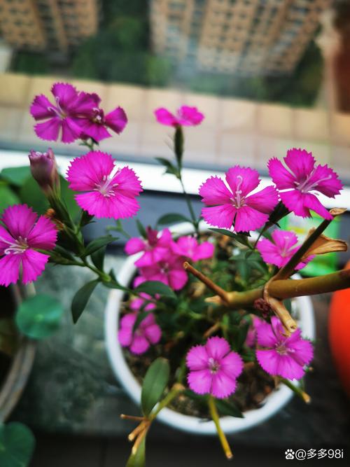 石竹花能在室内养吗