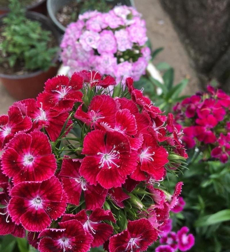 石竹花养家里吉利吗