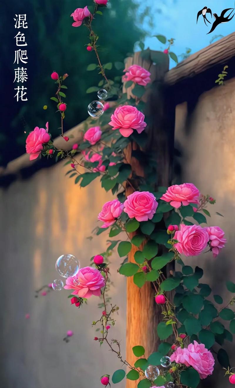 四季开花的爬藤花