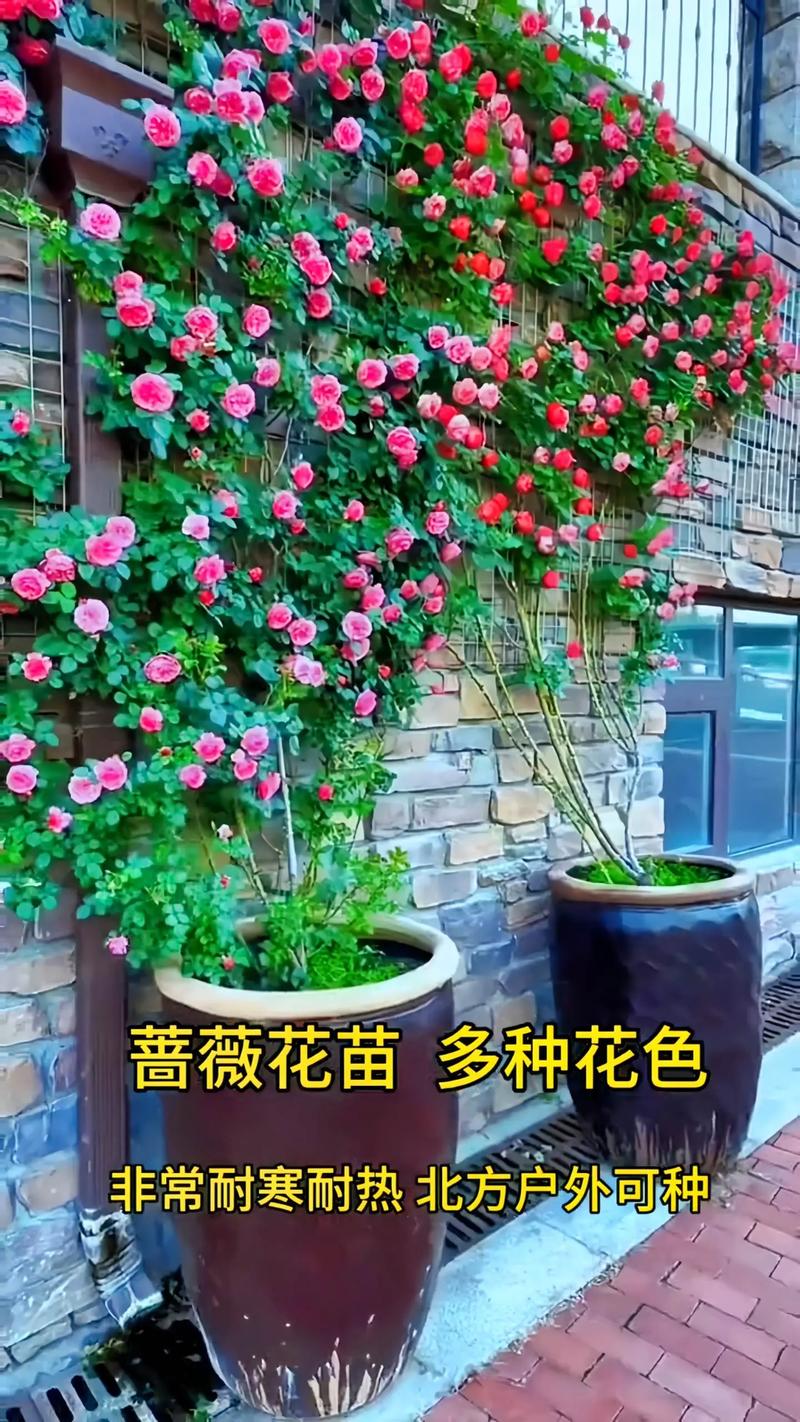 爬藤月季什么品种好四季开花