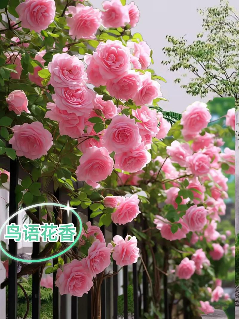 四季开花爬藤月季有哪些(六种勤花爬藤月季介绍)