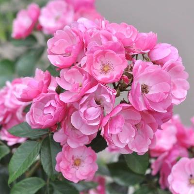 四季开花的藤本月季都有哪些品种