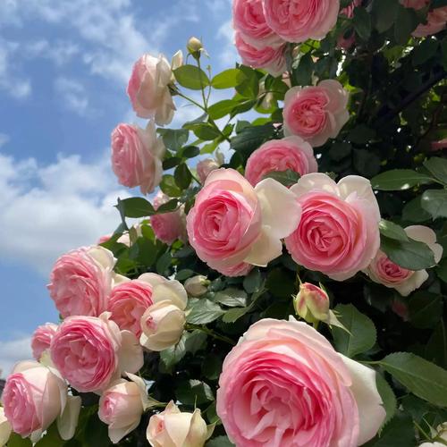 四季开花的藤本月季有哪些