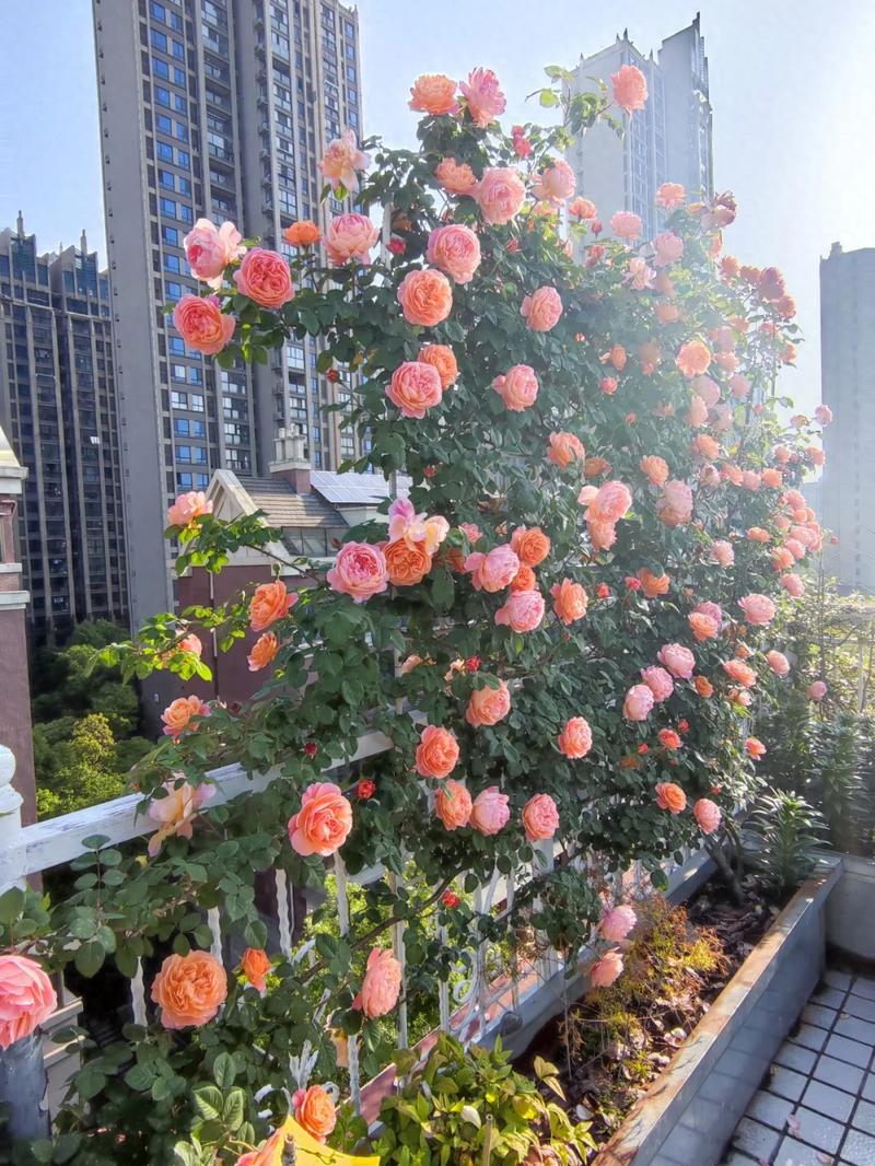 四季开花爬藤月季排名